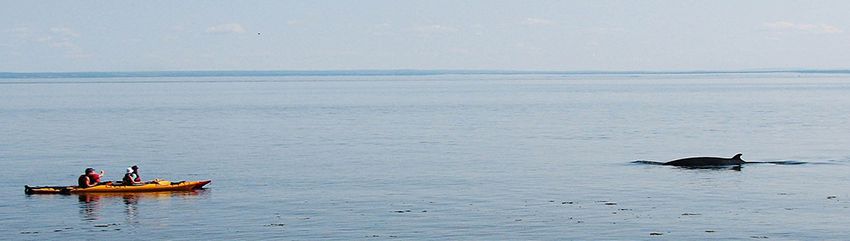 Whale Watching on San Juan Island