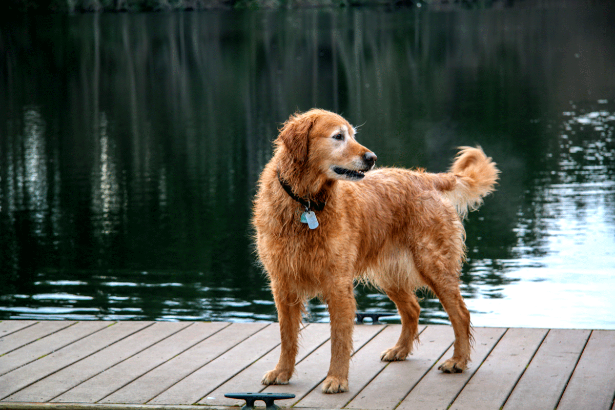 Dog on dock at Lakedale