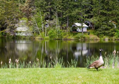 Cabins across Lakedale with goose