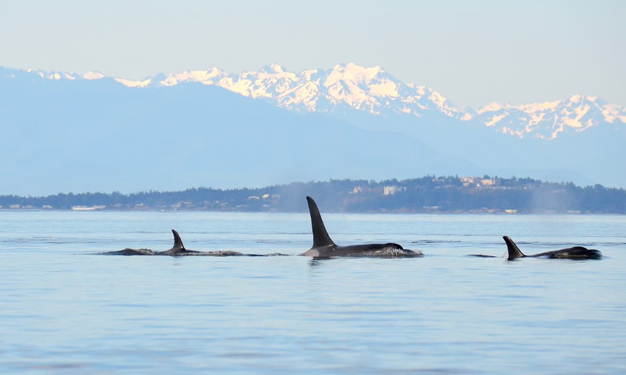Orcas with Olympics back Orca whales with Olympic mountains