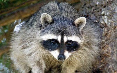 The Lakedale Guide to San Juan Island Wildlife