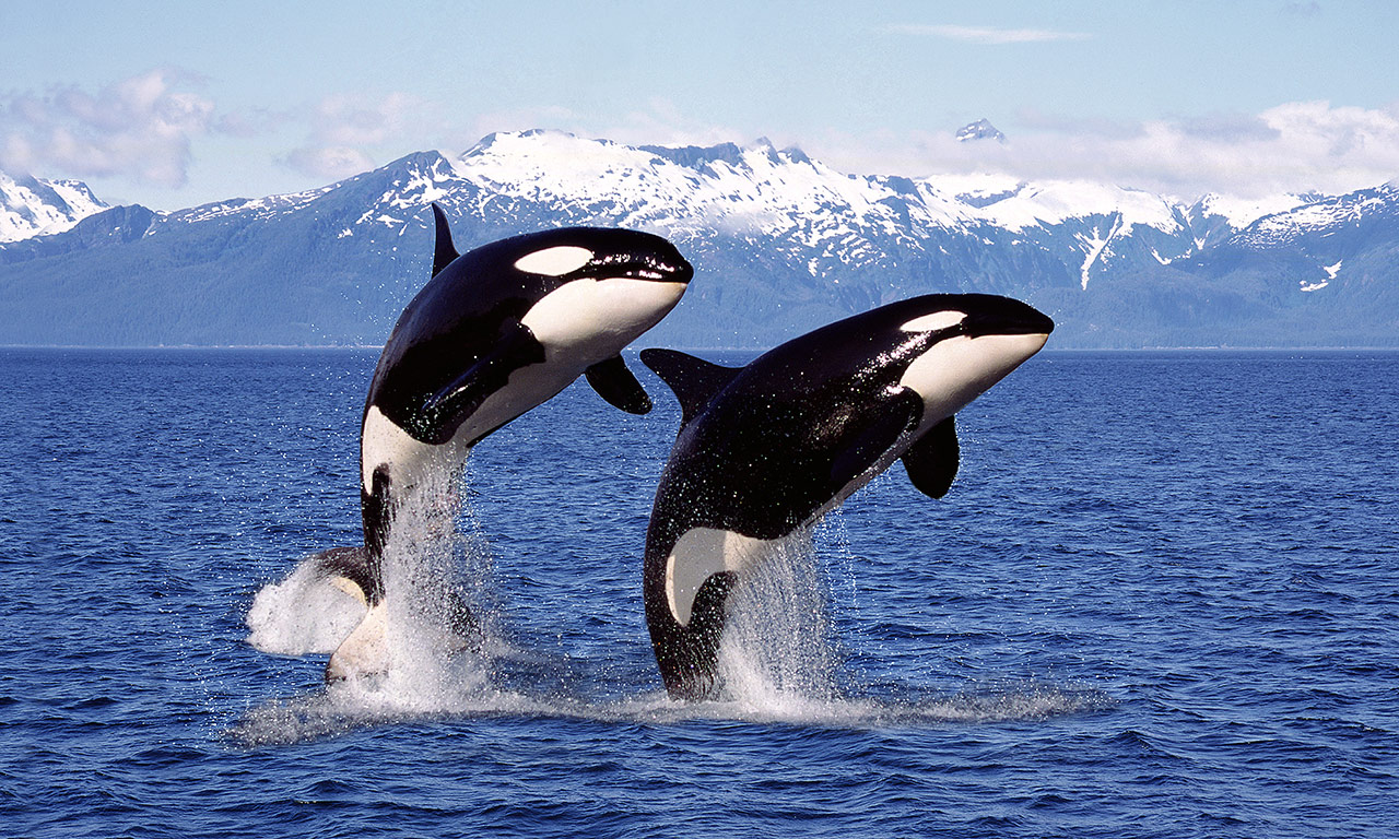 2 orcas breaching in Pacific Northwest