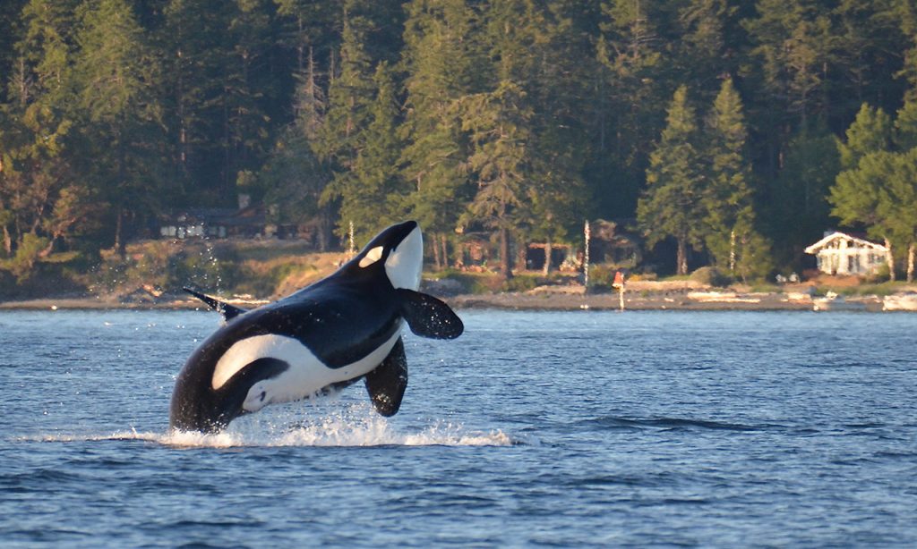 Orca breaching near Roche Harbor in PNW