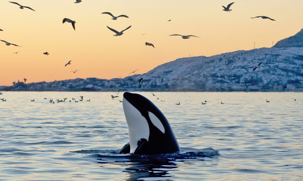 Sunset with orca whale and birds